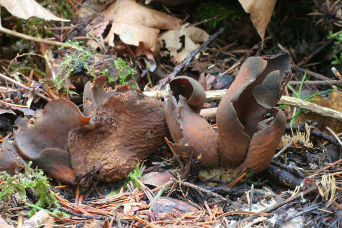 Otidea smithii